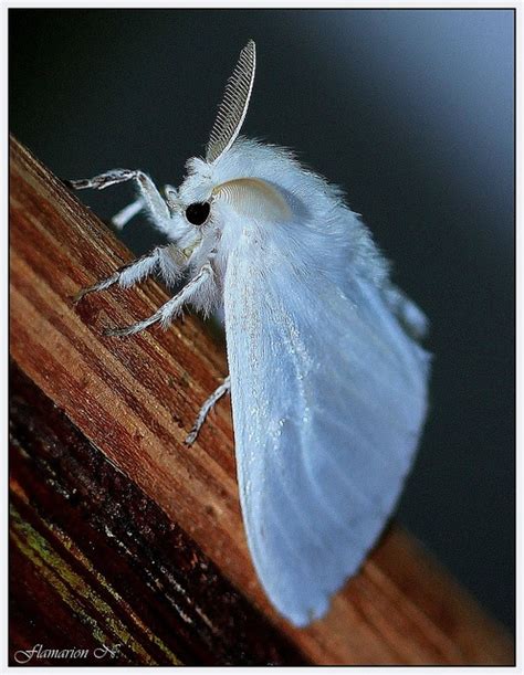 mariposa branca